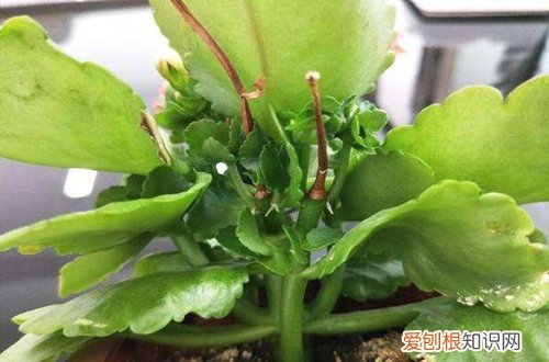 图 花期过后长寿花要怎么修剪(长寿花花期结束后怎么修剪)
