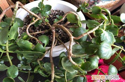 图 花期过后长寿花要怎么修剪(长寿花花期结束后怎么修剪)
