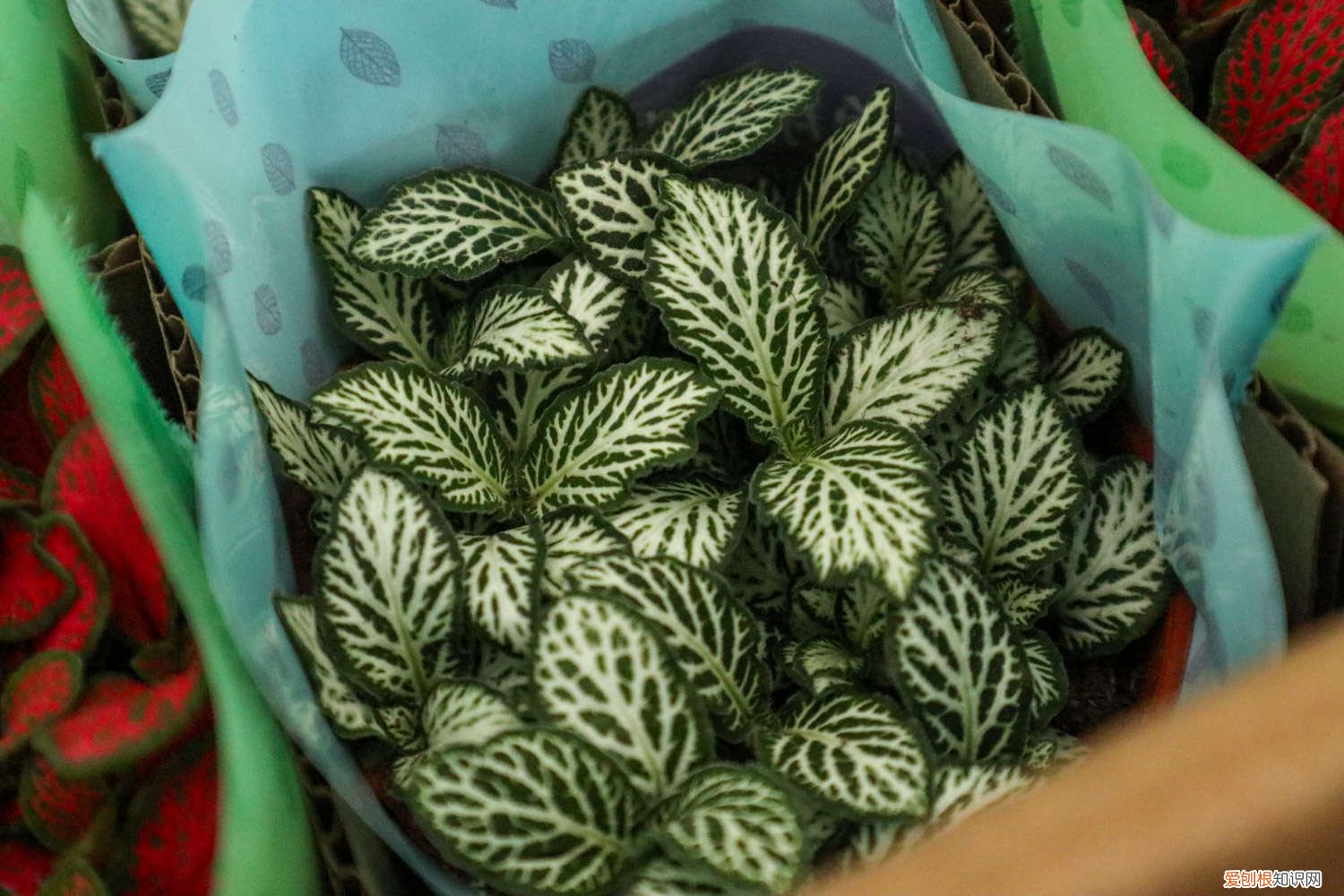 网纹草冬天怎么养护视频 网纹草冬天怎么养护