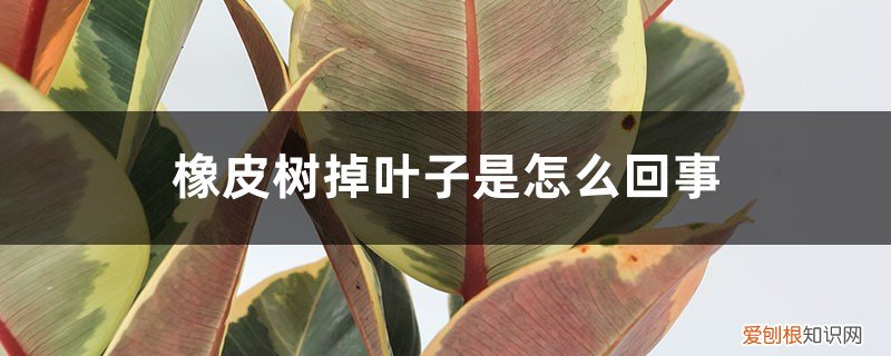 橡皮树一直掉叶子是怎么回事 橡皮树掉叶子是怎么回事
