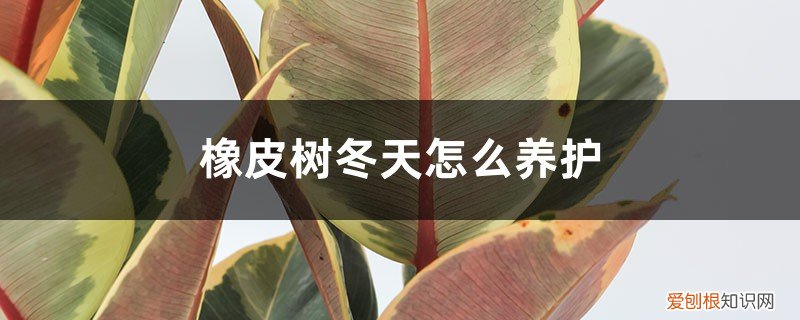 橡皮树冬天怎么养护最好 橡皮树冬天怎么养护