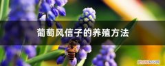 葡萄风信子好养活吗 葡萄风信子的养殖方法