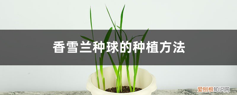 香雪兰种球的种植方法是 香雪兰种球的种植方法