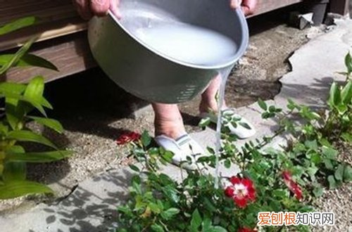 在家怎么自制花肥 自制花肥有哪些技巧(图）