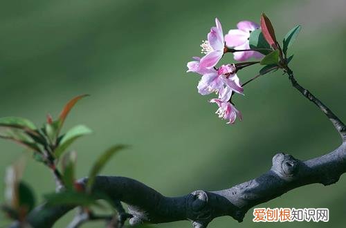 图 花木在春分后期怎么养护呢(春天花木哪个时间浇水好?)