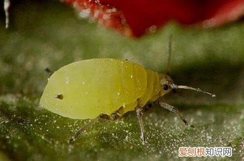 图 花木在春分后期怎么养护呢(春天花木哪个时间浇水好?)