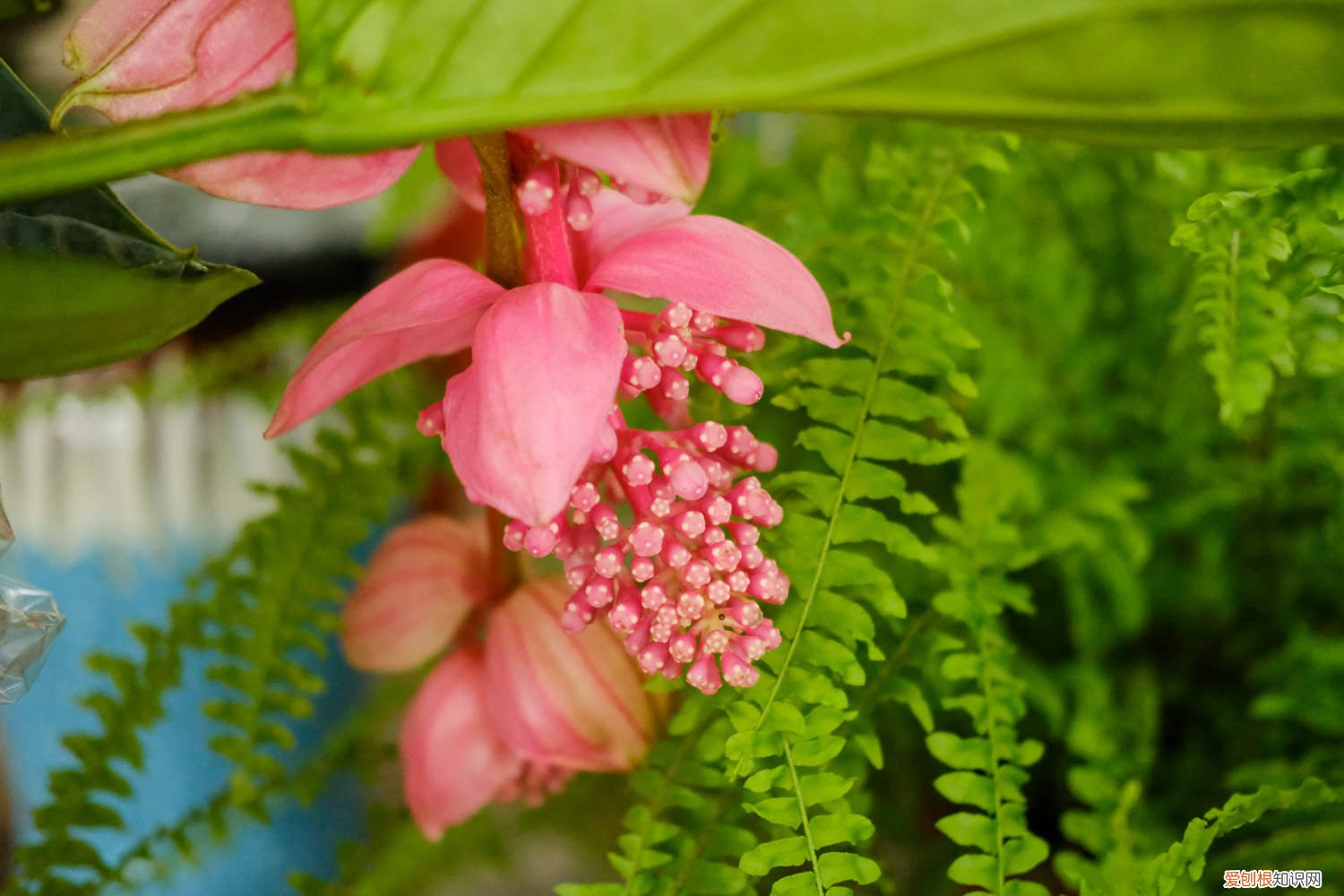 宝莲灯花怎么养殖方法 宝莲灯花怎么养