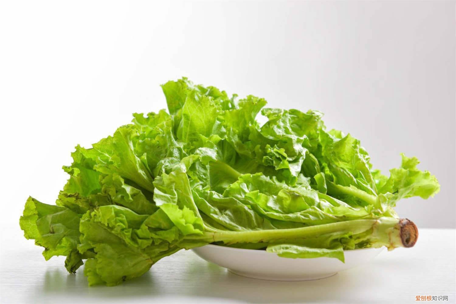 生菜的种植方法及时间 生菜的种植方法和时间，怎么炒好吃