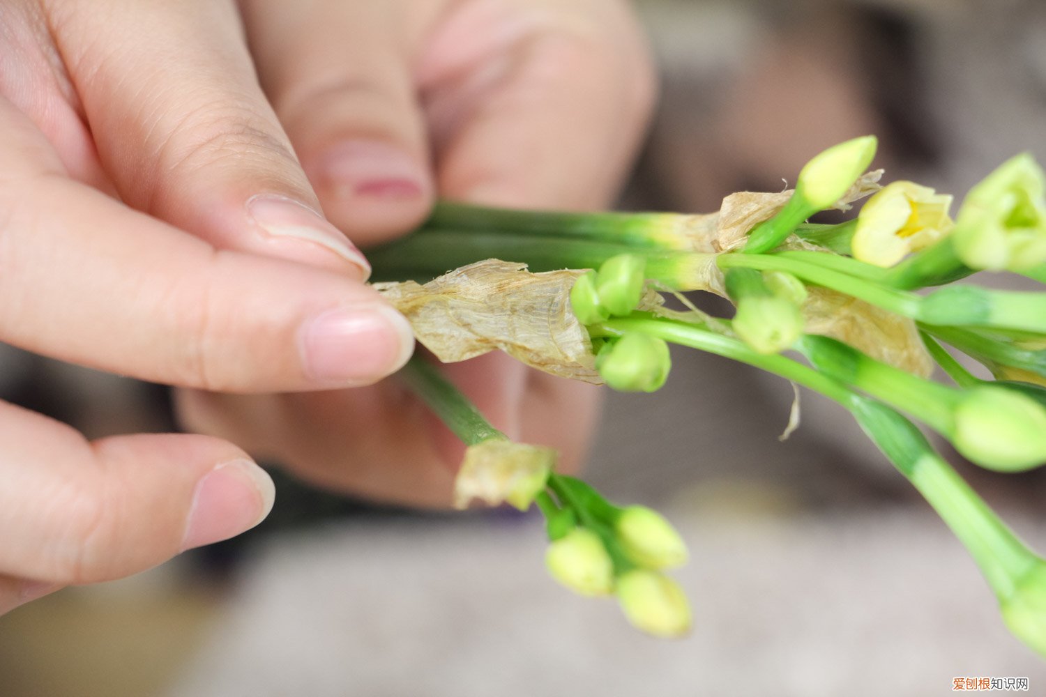 水仙花怎么养才开花,水仙花的花期多长 水仙花怎么养才开花，水仙花的花期