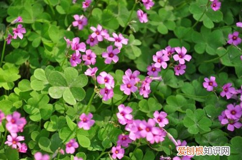 图 哪些花卉能一年四季开花 一年四季开花的植物有哪些