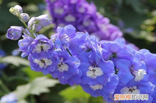 图 哪些花卉能一年四季开花 一年四季开花的植物有哪些