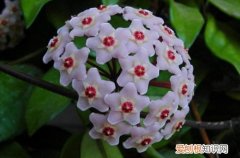 图 哪些花卉能一年四季开花 一年四季开花的植物有哪些