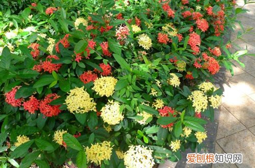 图 哪些花卉能一年四季开花 一年四季开花的植物有哪些