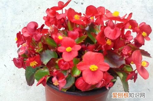 图 哪些花卉能一年四季开花 一年四季开花的植物有哪些