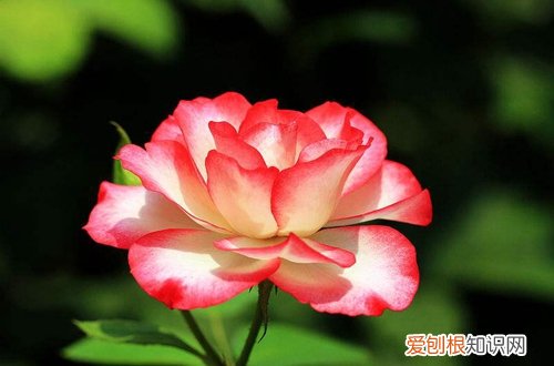 图 哪些花卉能一年四季开花 一年四季开花的植物有哪些