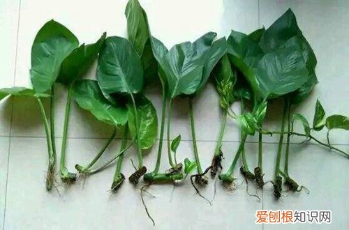 春季一般选择什么扦插 春天适合扦插的花卉有哪些