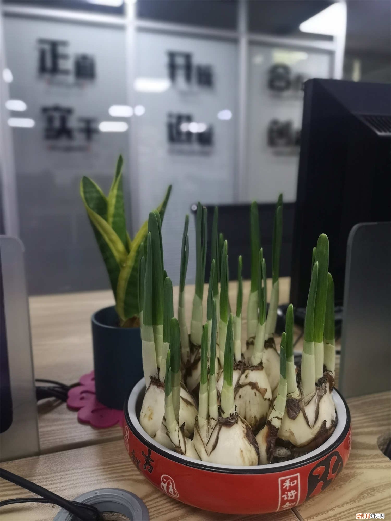 水仙花延缓花期 水仙花的花期时间，如何延长花期