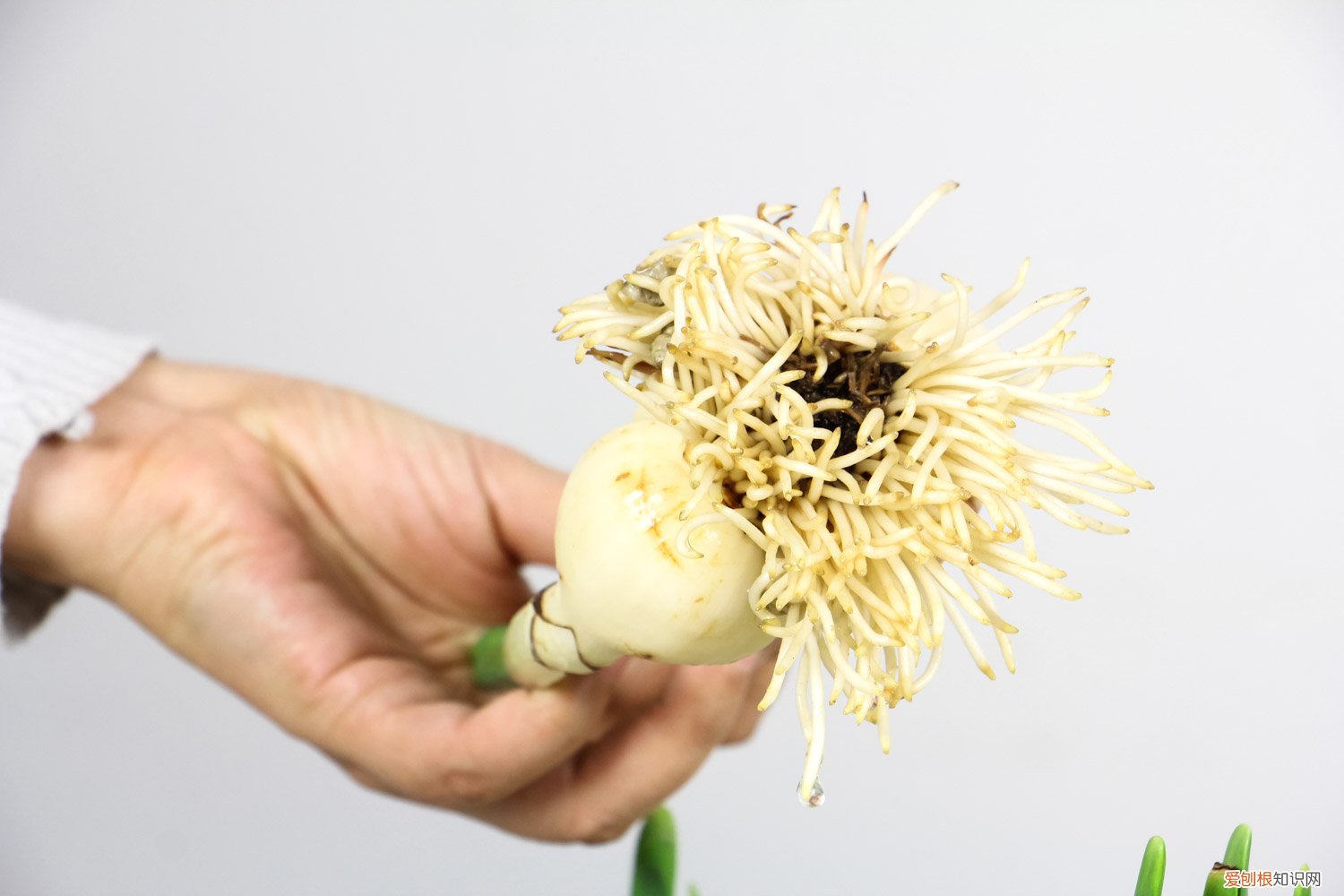 家养水仙花怎么种植方法 盆栽水仙花养殖方法，水仙花能在室内养吗