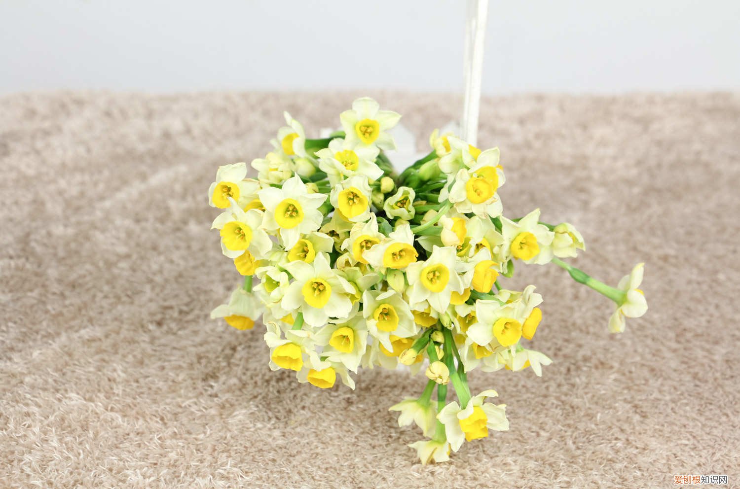 家养水仙花怎么种植方法 盆栽水仙花养殖方法，水仙花能在室内养吗