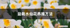 家养水仙花怎么种植方法 盆栽水仙花养殖方法，水仙花能在室内养吗