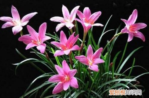 图 韭兰怎么养 韭兰的养殖方法和注意事项