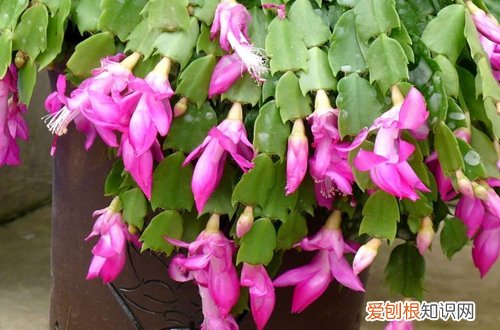 图 蟹爪兰为什么不开花 蟹爪兰不开花怎么做
