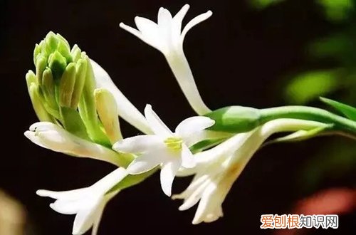 图 晚香玉怎么养 晚香玉的养殖方法和注意事项