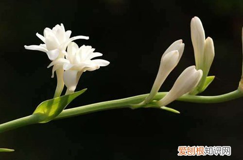 图 晚香玉怎么养 晚香玉的养殖方法和注意事项