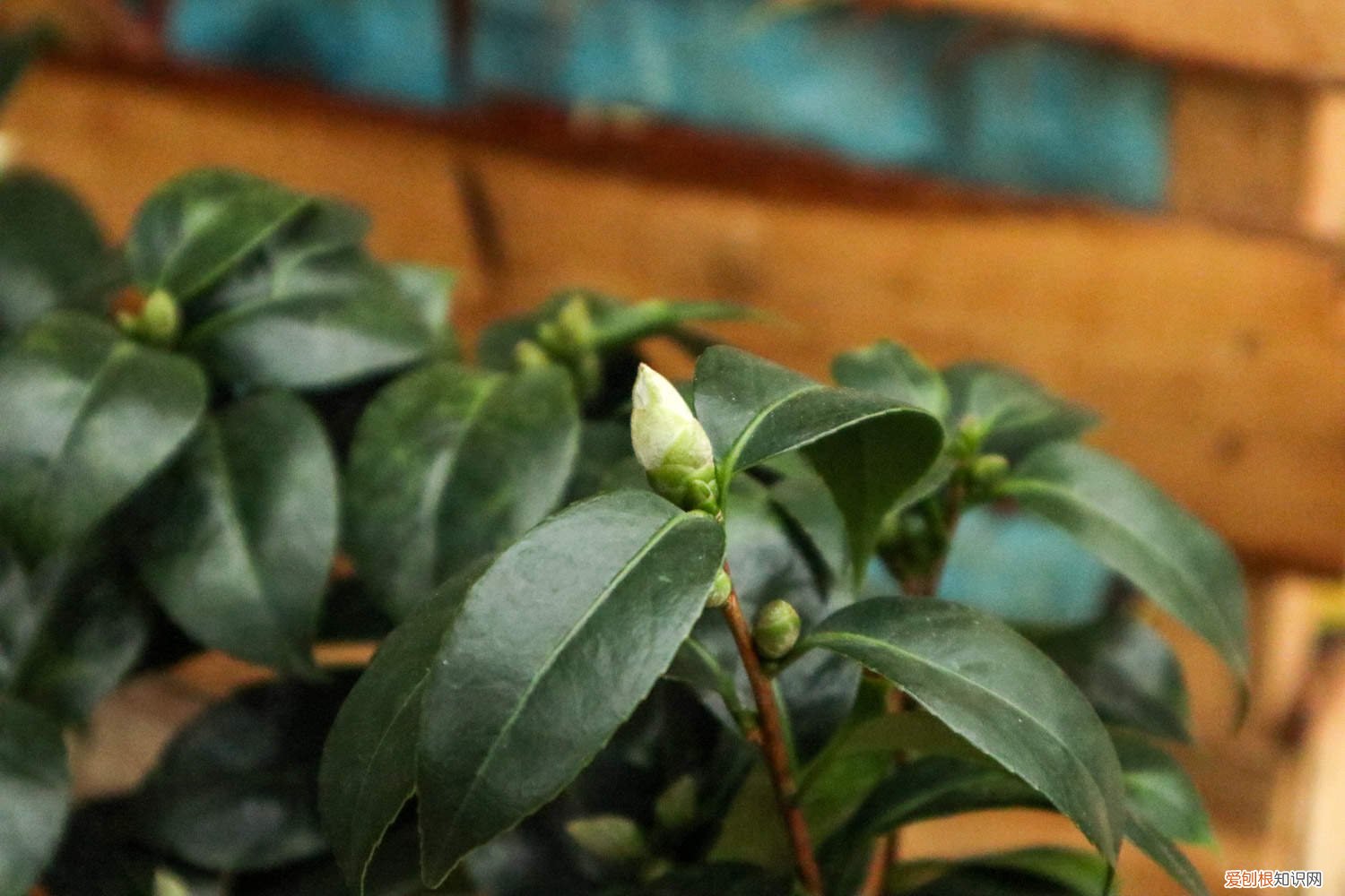 茶花繁殖方法,茶花如何繁殖视频 茶花繁殖方法，茶花如何繁殖