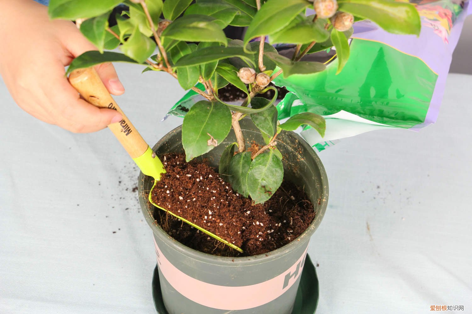 茶花有花苞就是不开花怎么办 茶花有花苞为什么不开，茶花如何促花