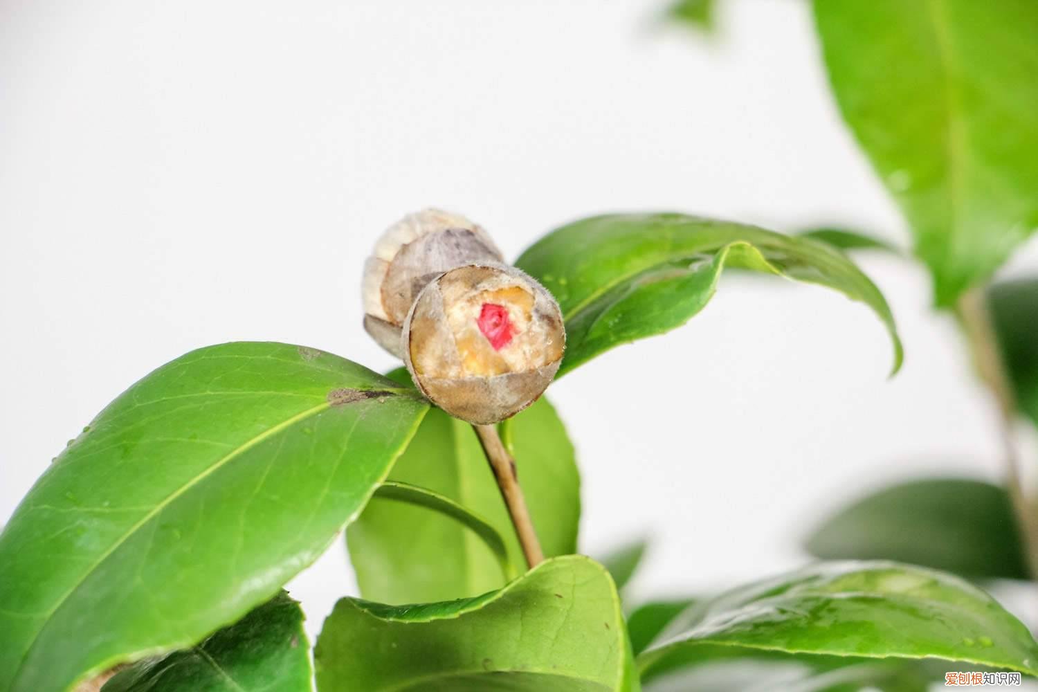 茶花有花苞就是不开花怎么办 茶花有花苞为什么不开，茶花如何促花
