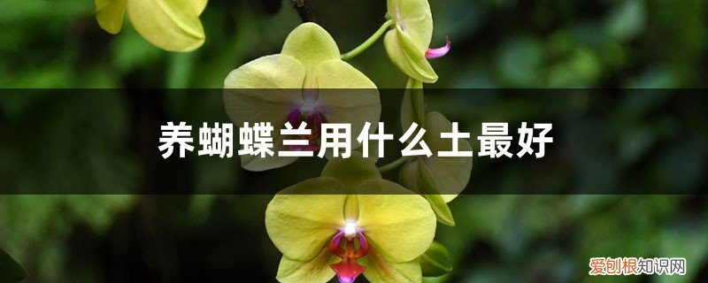 养蝴蝶兰用什么土好? 养蝴蝶兰用什么土最好，新买的蝴蝶兰怎么栽
