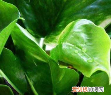 图 绿萝怎么养才能爆盆 要让绿萝爆盆要怎么养