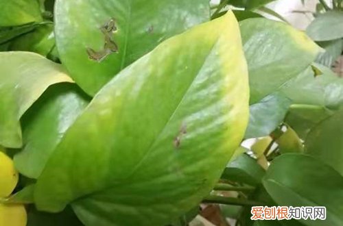 图 绿萝怎么养才能爆盆 要让绿萝爆盆要怎么养