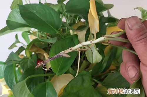 图 绿萝怎么养才能爆盆 要让绿萝爆盆要怎么养