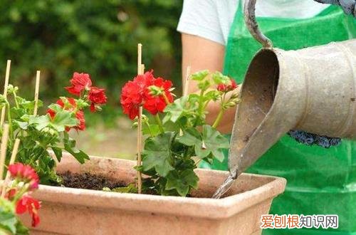 图 早春花卉施肥要注意什么问题呢 施什么肥比较好呢
