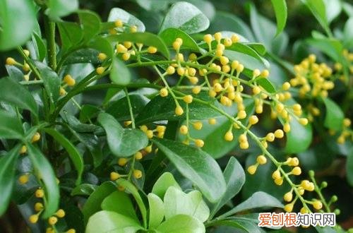 图 早春花卉施肥要注意什么问题呢 施什么肥比较好呢