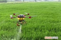 图 早春花卉施肥要注意什么问题呢 施什么肥比较好呢
