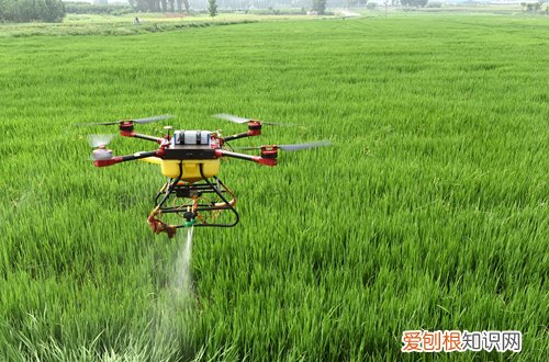 图 早春花卉施肥要注意什么问题呢 施什么肥比较好呢