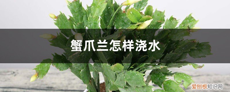 刚栽的蟹爪兰怎么养要浇水吗 家庭养法 蟹爪兰怎么养，怎样浇水