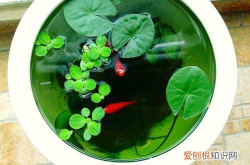 图 最好养的花卉有哪些 哪些花不用打理