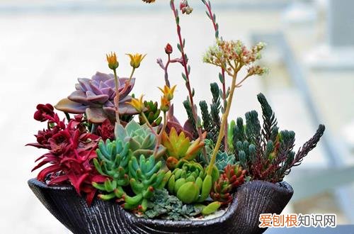 图 最好养的花卉有哪些 哪些花不用打理