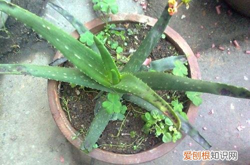 图 芦荟怎么养 芦荟有哪些养护方法