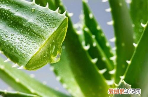图 芦荟怎么养 芦荟有哪些养护方法