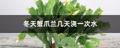 冬天蟹爪兰多久浇一次水 冬天蟹爪兰几天浇一次水，冬天怎么浇水