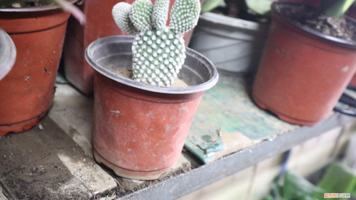 仙人掌是什么植物? 仙人掌是什么植物，仙人掌的用途