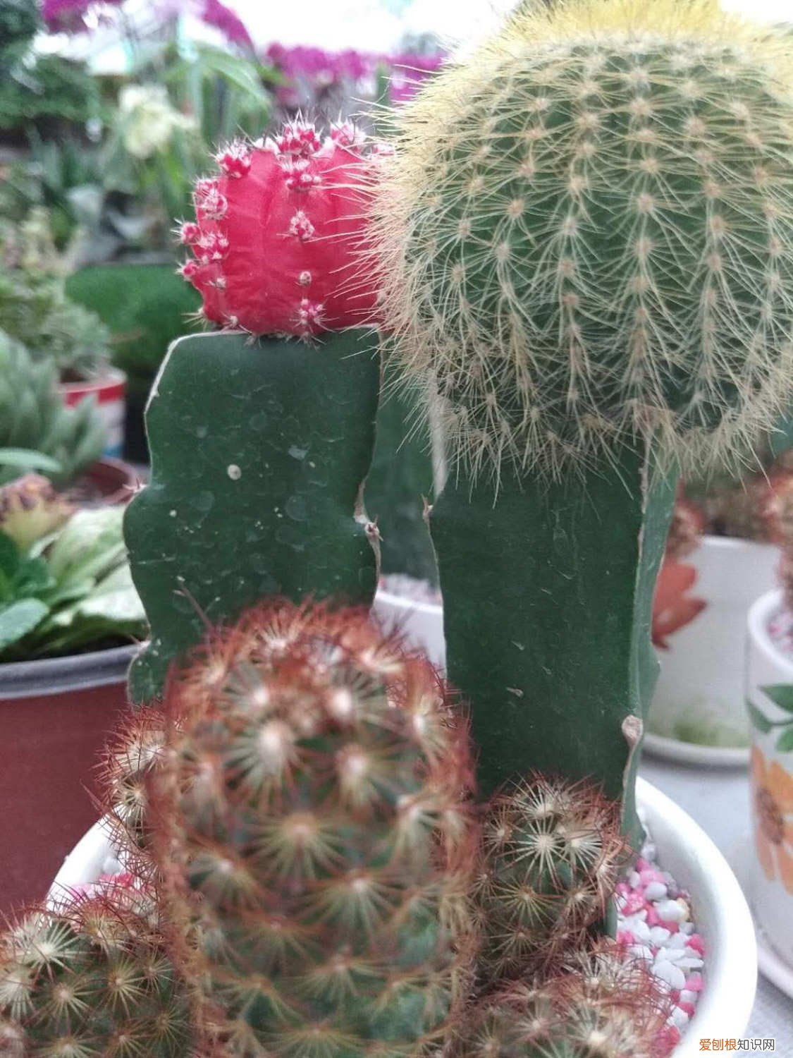 仙人掌是什么植物? 仙人掌是什么植物，仙人掌的用途