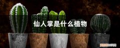 仙人掌是什么植物? 仙人掌是什么植物，仙人掌的用途