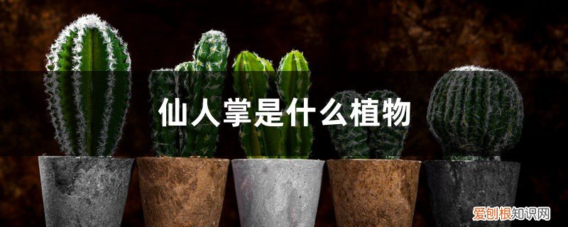 仙人掌是什么植物? 仙人掌是什么植物，仙人掌的用途