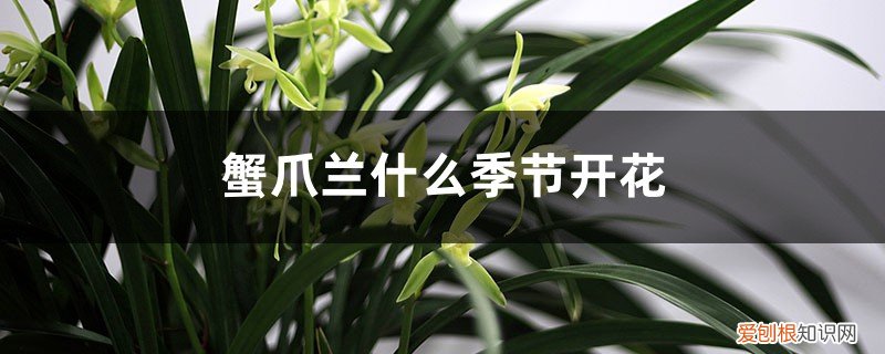 蟹爪兰花苞落的原因 蟹爪兰什么季节开花，蟹爪兰花苞脱落原因